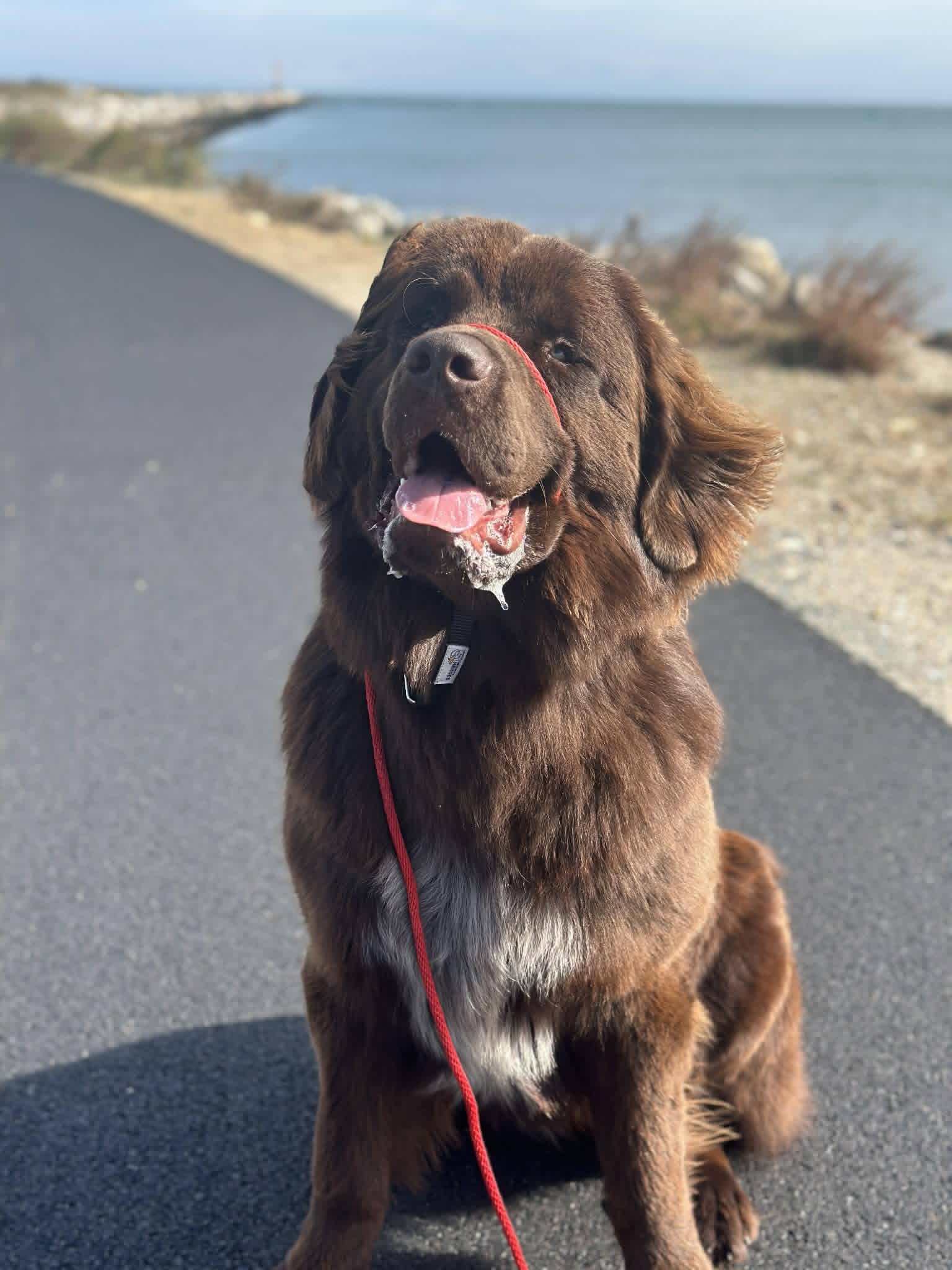 Brown dog on a leash beside the water