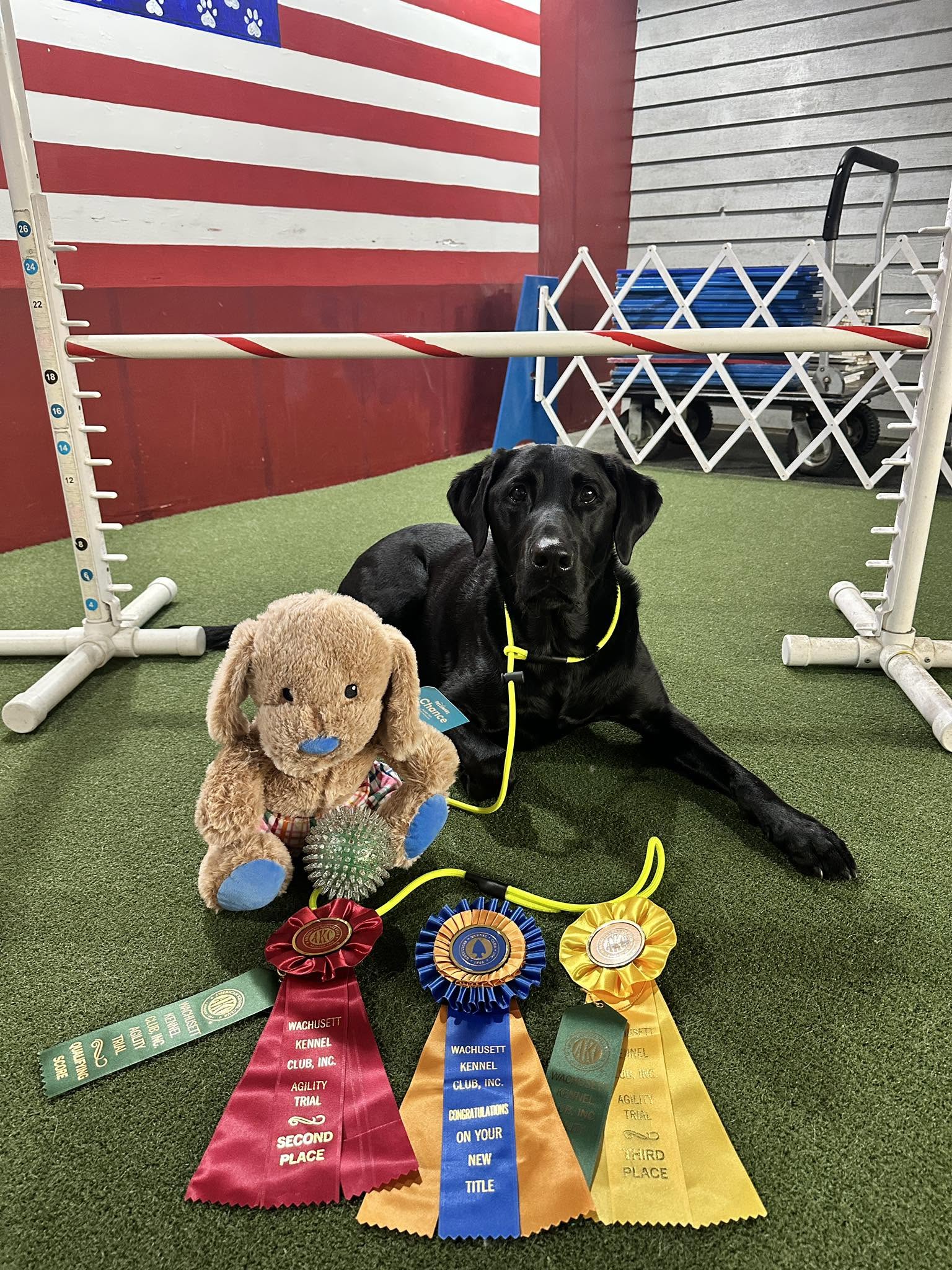 Black Labrador beside a toy and agility trial ribbons in front of a jump