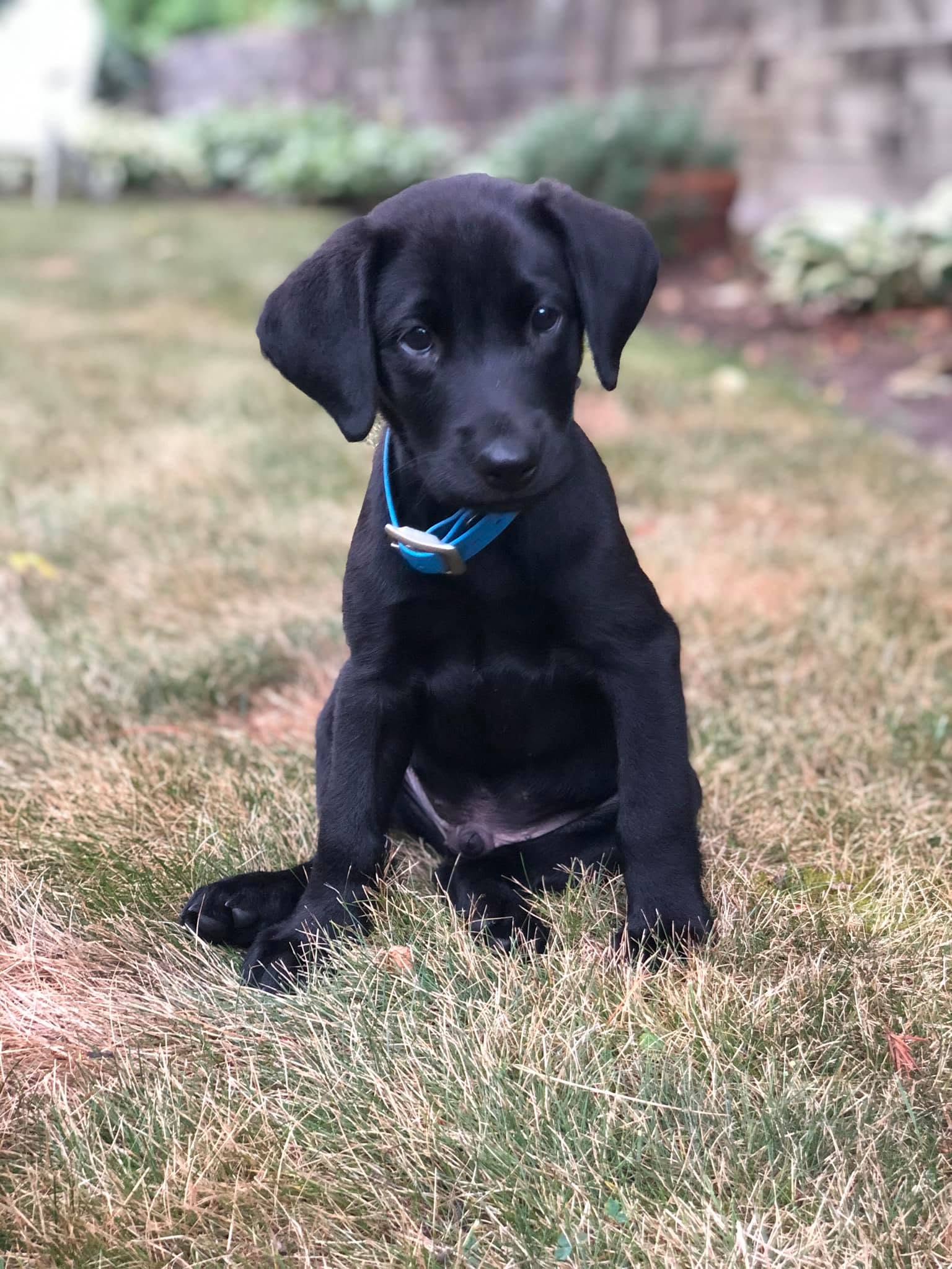 Black Labrador puppy wearing a blue collar and sitting on grass
