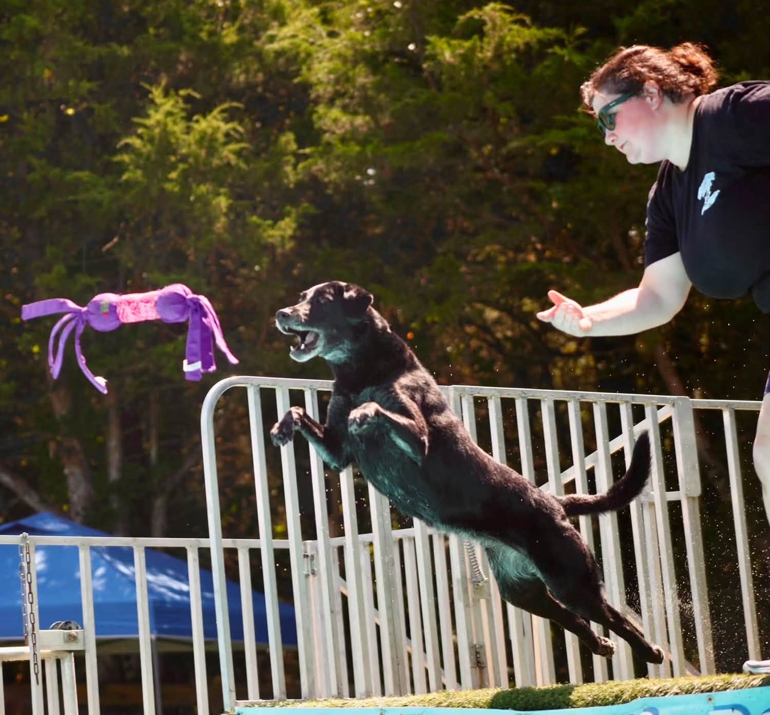 Emily tossing a purple toy as a black Labrador leaps from a dock