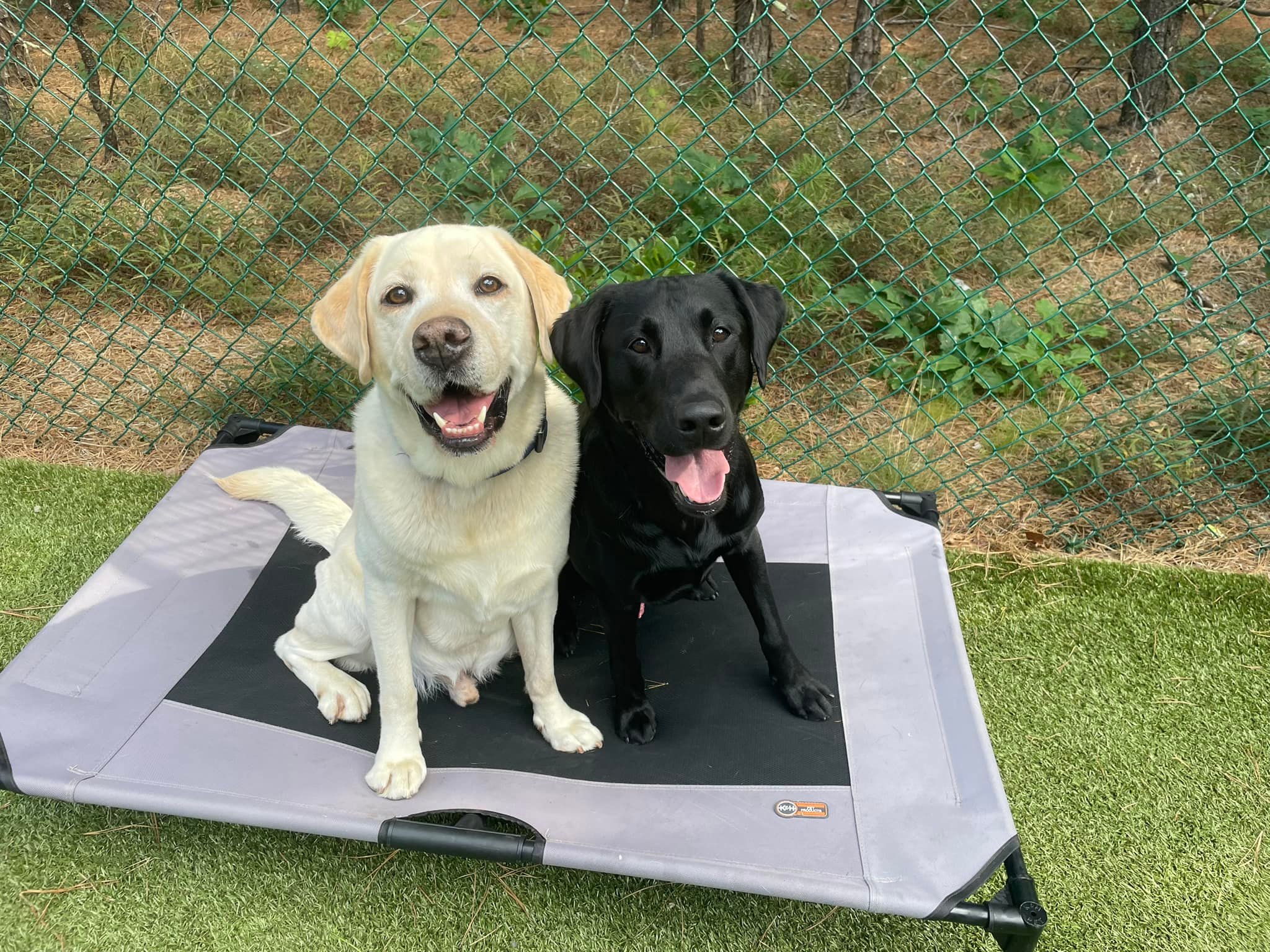 Yellow and black Labradors sitting together on a raised training platform