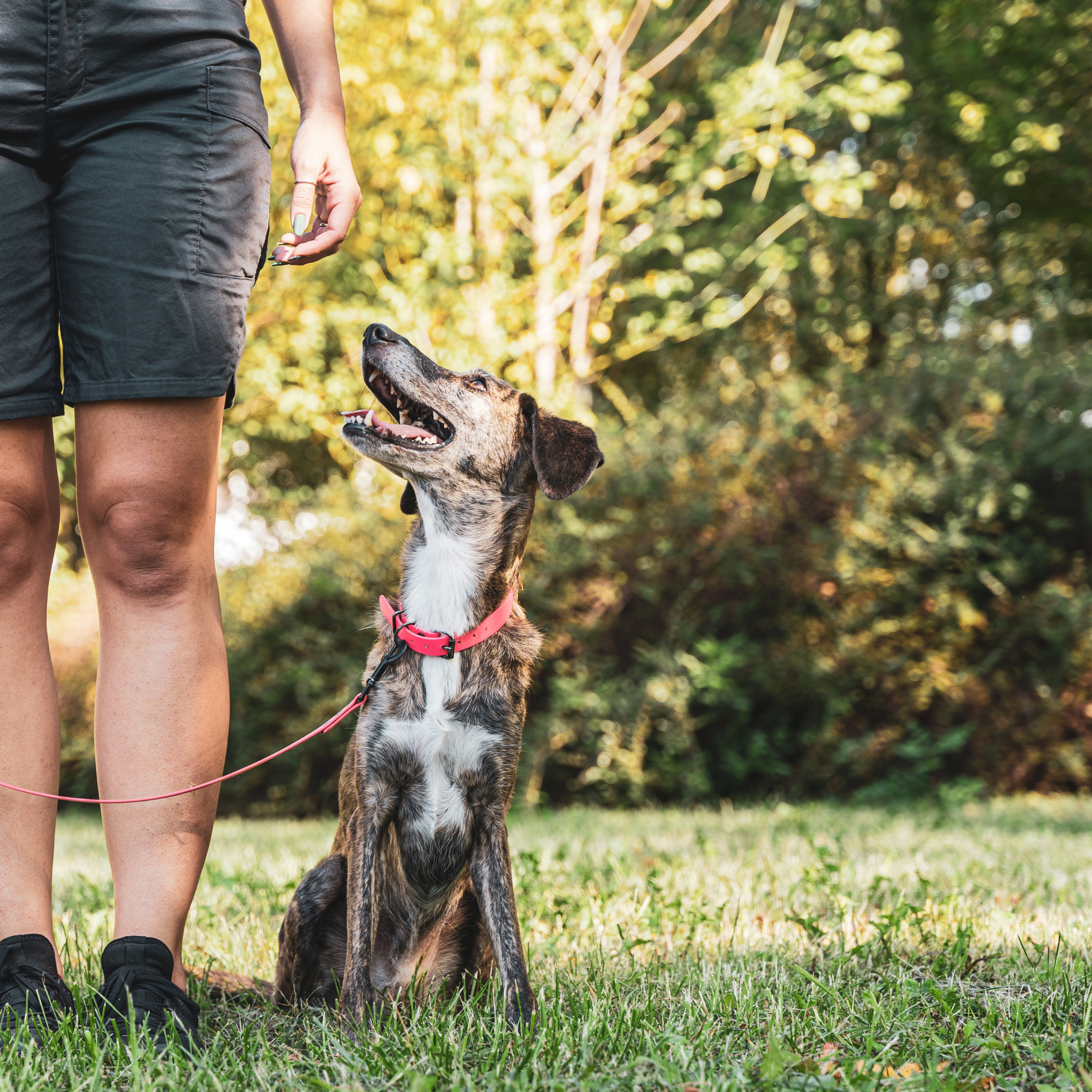 Dog looking up to its handler during an outdoor training lesson
