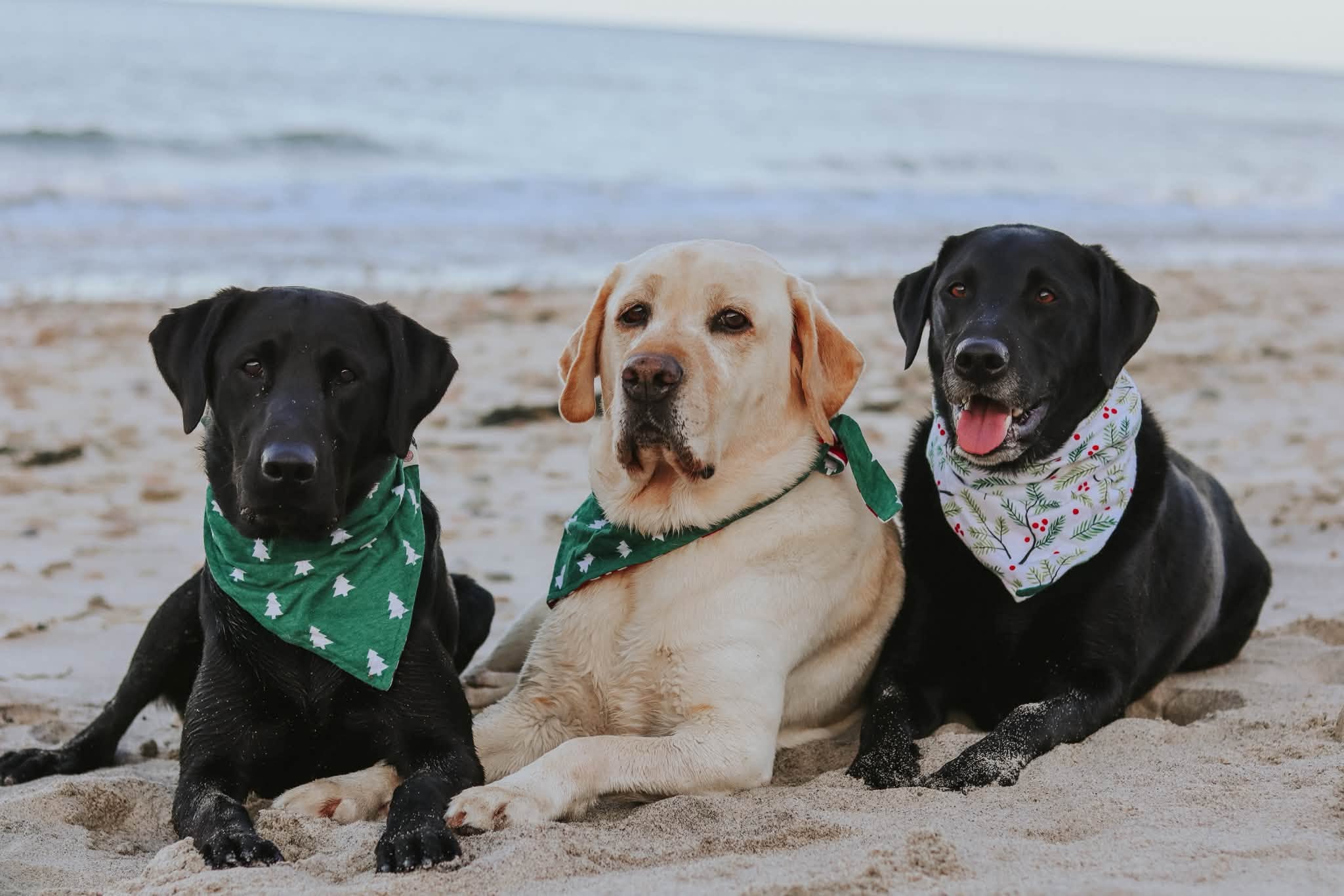 Three Labradors wearing bandanas while sitting together on sand