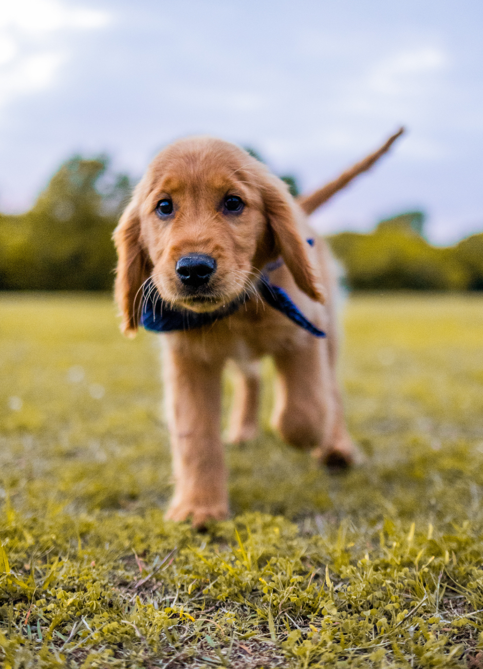 Golden retriever puppy walking through grass