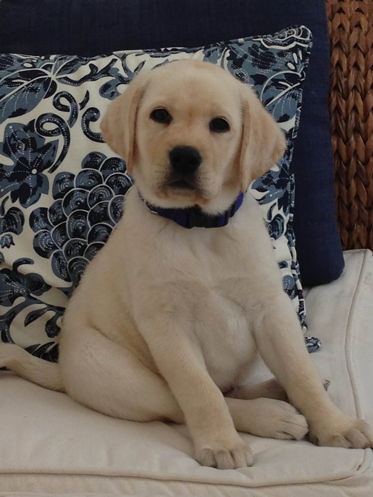 Yellow Labrador puppy wearing a blue collar and sitting on a cushion at home